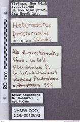 Etikette zu Heteroderes prosternalis (NHMW-ZOO-COL-0010693)